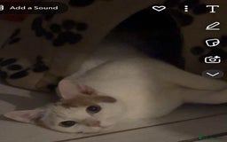Mixed Breed cats for sale: Two cats for adoption - Image 2