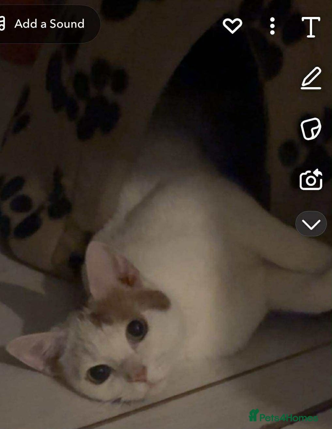 Mixed Breed cats for sale: Two cats for adoption - Image 2