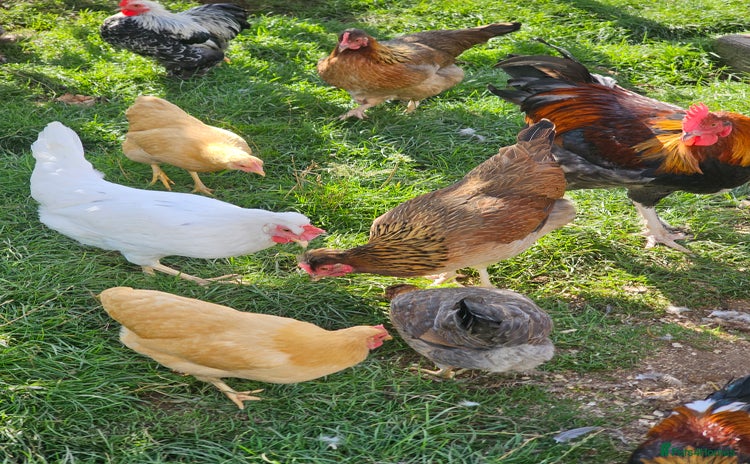 Chickens poultry - Advert 3