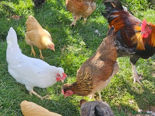 Chickens poultry - Advert 1