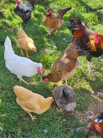 Chickens poultry - Advert 1