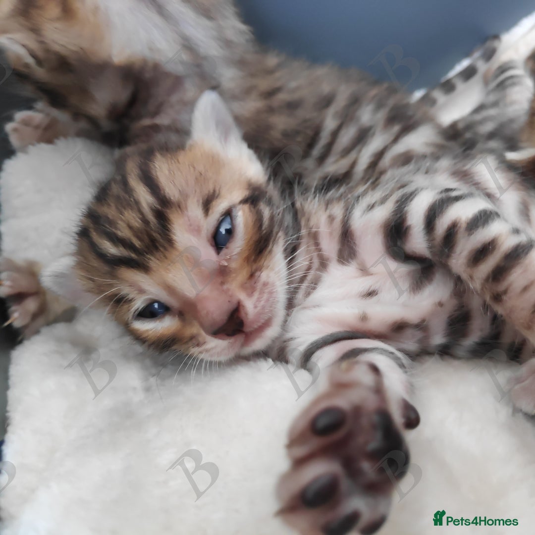 Bengal cats for stud: For Sale Amazing Stud Bengal Male TICA reg litters in Durham - Image 10