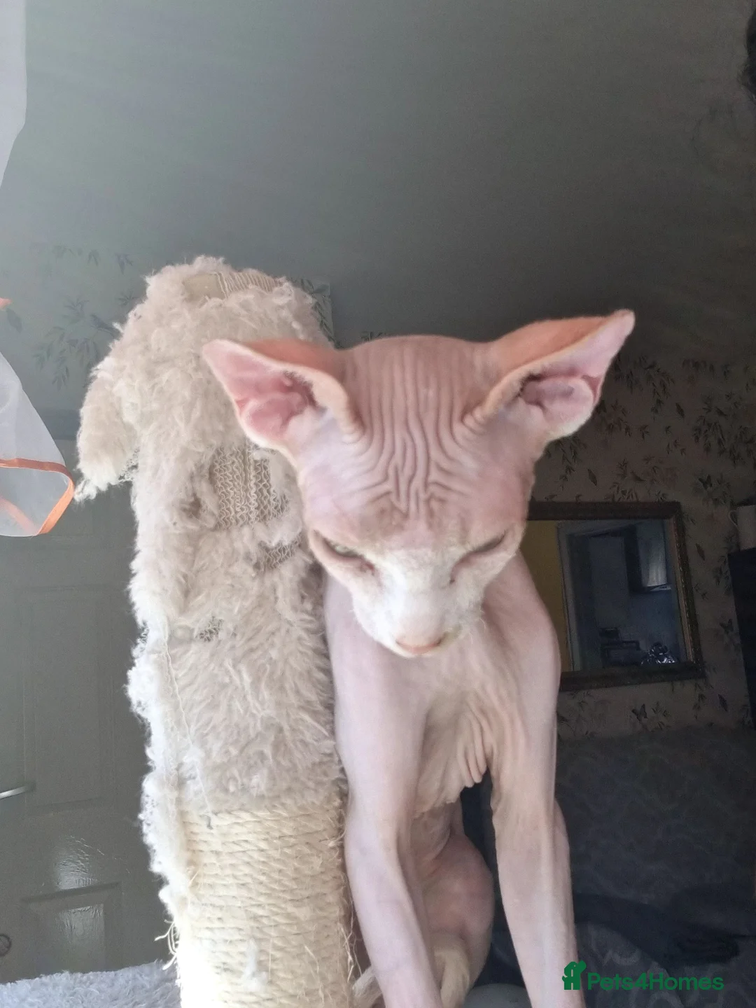 Sphynx cats for stud: Beautiful strong sphynx boy in Dewsbury - Advert 12