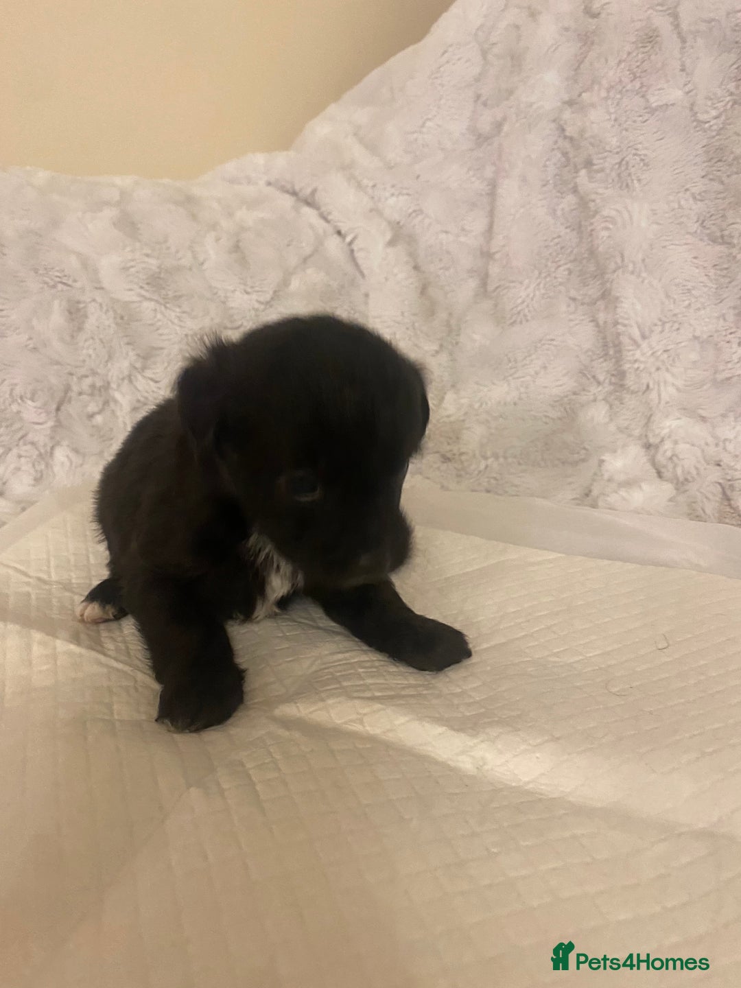 Jackapoo dogs for sale: Jackapoo puppies  - Advert 17