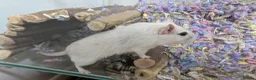 Gerbil rodents for sale: Female Gerbil (Squeak) - Advert 1