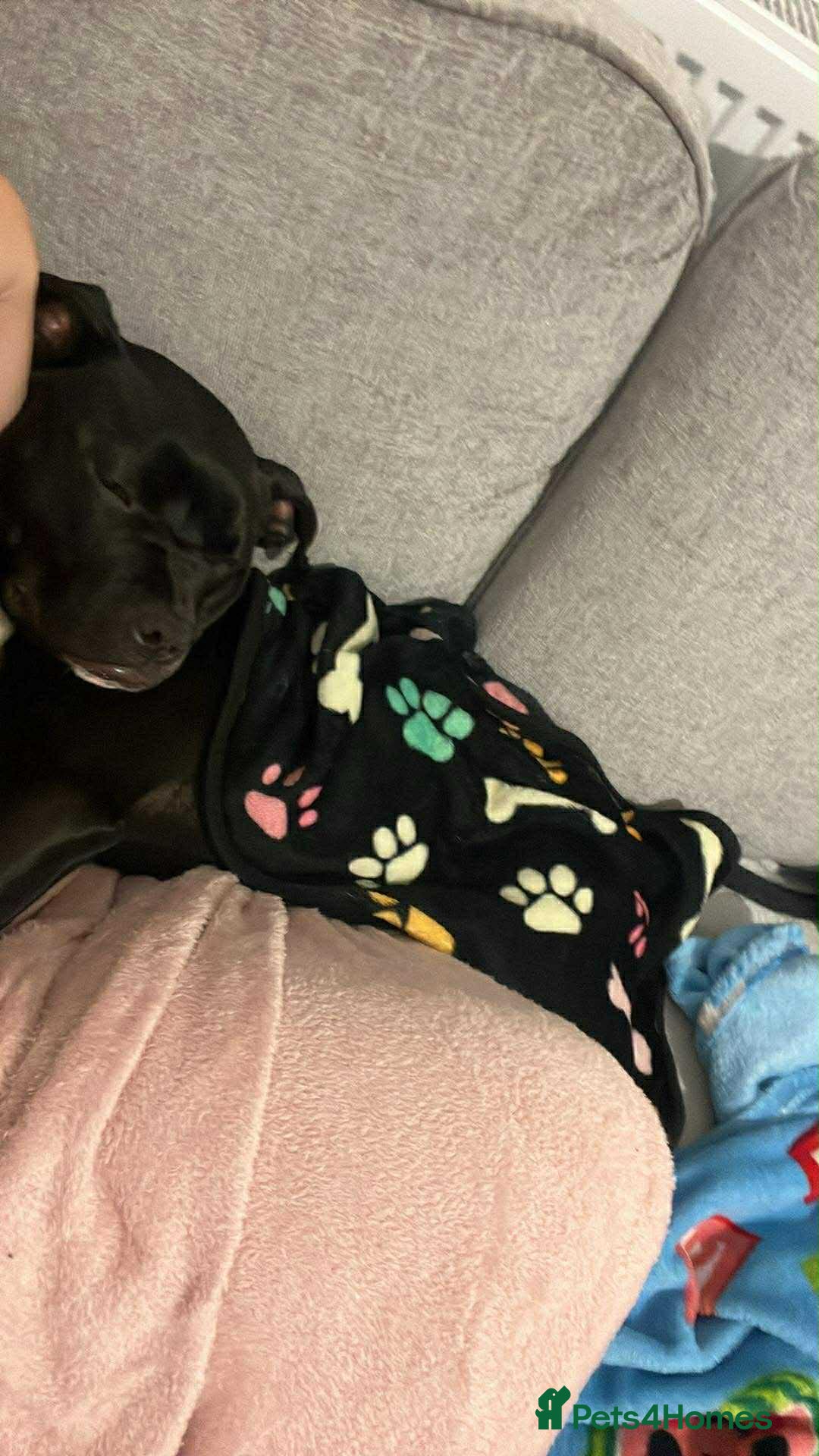 Staffordshire Bull Terrier dogs Staff for sale  - Advert 6