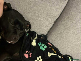 Staffordshire Bull Terrier dogs Staff for sale - Advert 1