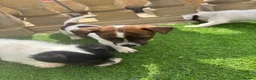 Jack Russell dogs for sale: Short legged Jack russels - Advert 6