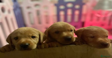 Labrador Retriever dogs Lovely fox red Labrador puppies  - Advert 13
