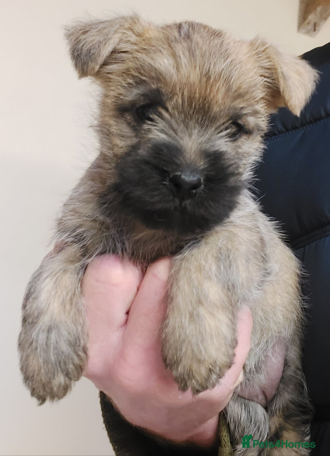 Cairn Terrier dogs for sale: Cairn terrier puppies  - Advert 5