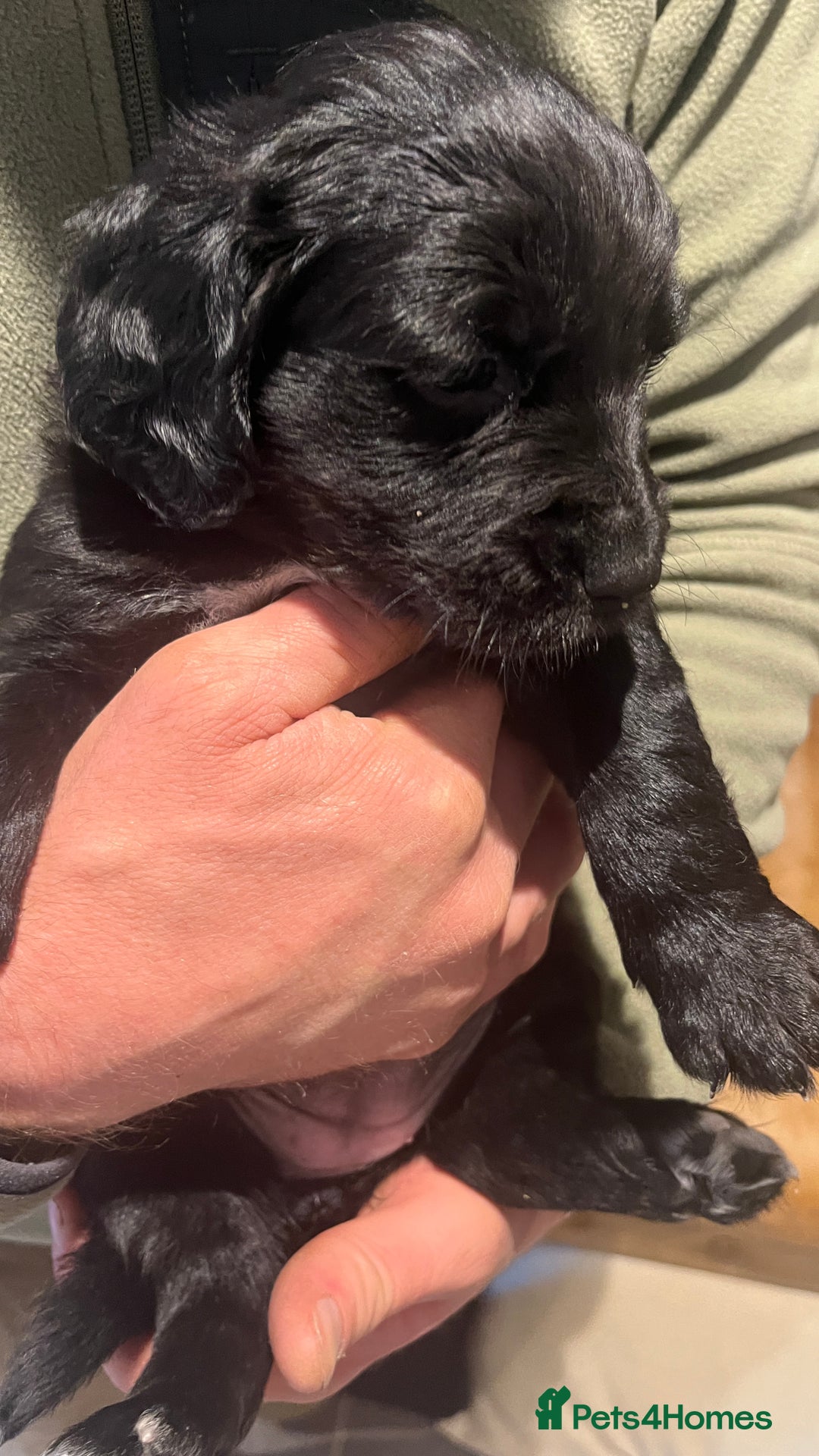 Mixed Breed dogs for sale: Cockerspaniel x Labrador ** !!  - Advert 9