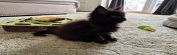 Maine Coon cats for sale: Maine Coon Kittens 2 males  - Advert 3