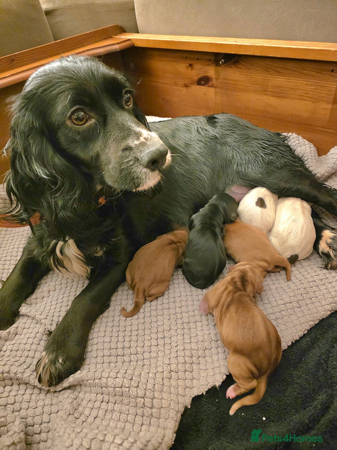 Cocker Spaniel dogs for sale: Cocker spaniel pups - Advert 1