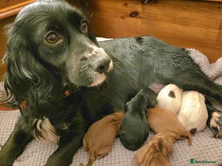 Cocker Spaniel dogs Cocker spaniel pups - Advert 5