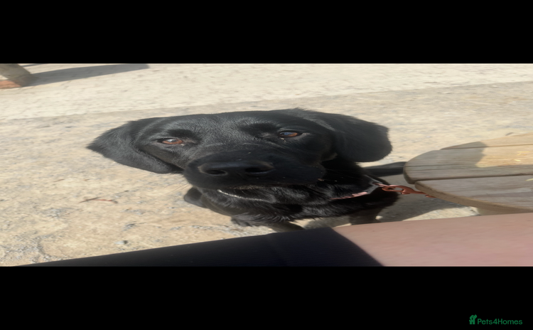 Springador dogs - Advert 1