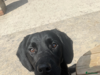 Springador dogs Springador - Advert 7