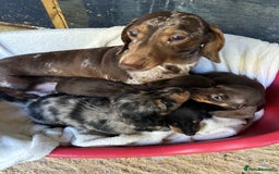 Dachshund dogs for sale: Miniature dashhounds  - Image 9