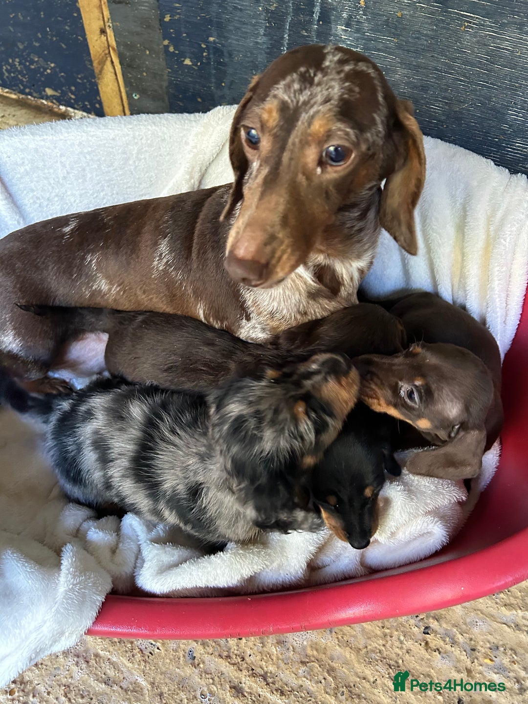 Dachshund dogs for sale: Miniature dashhounds  - Image 9