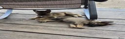 Mixed Breed dogs for sale: Belgium shepherd puppies  - Advert 31