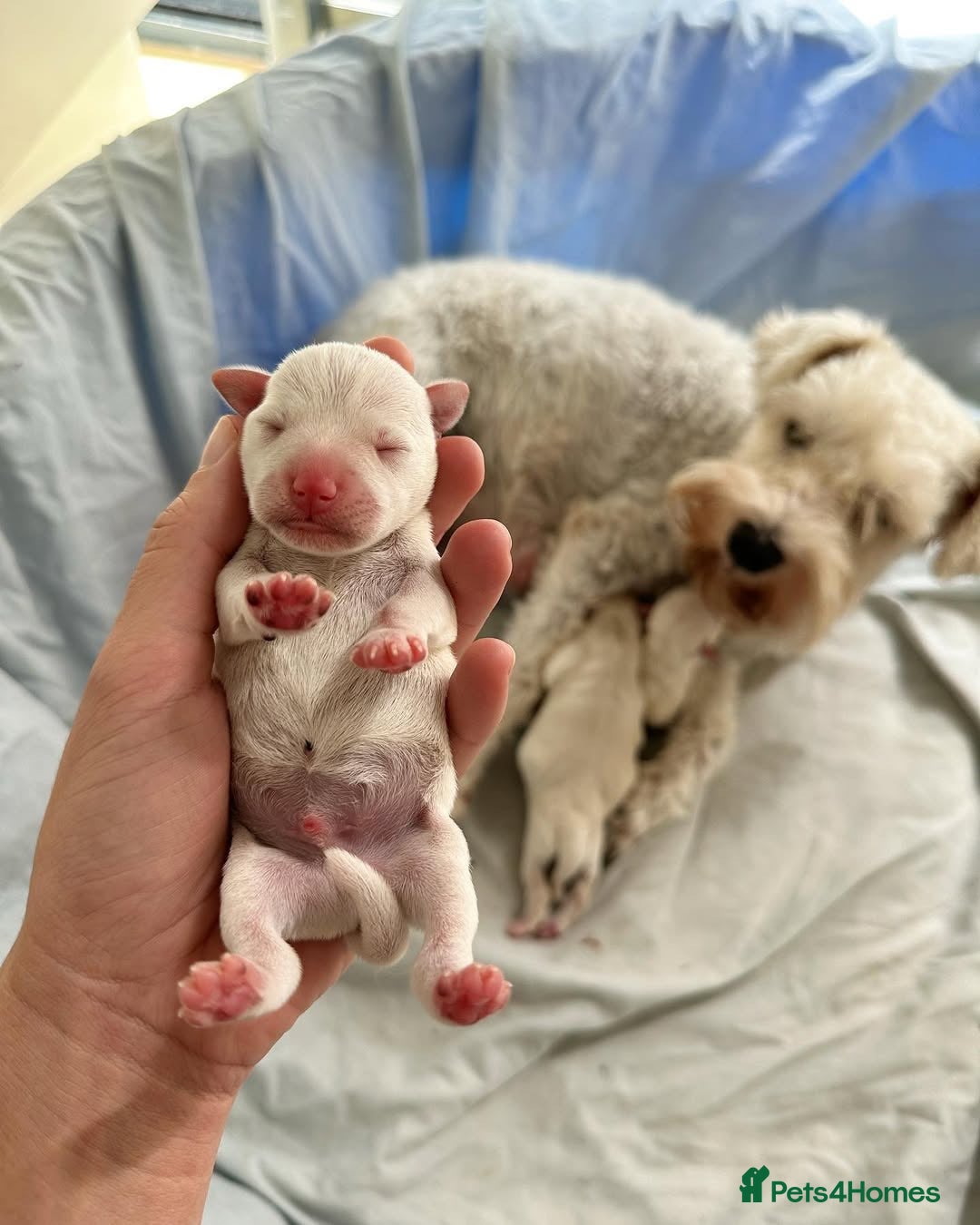 Miniature Schnauzer dogs for sale: Miniature Schnauzer Puppies Available 🐾 - Advert 6