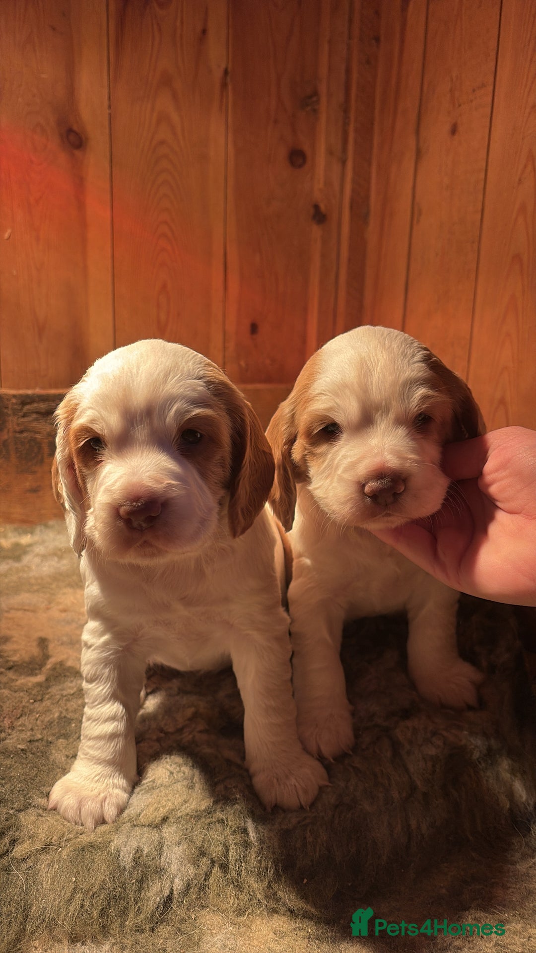 Sprocker dogs for sale: Beautiful working cocker spaniel pups FB1 - Advert 4