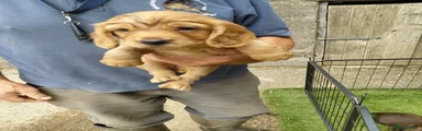 Sprocker 5