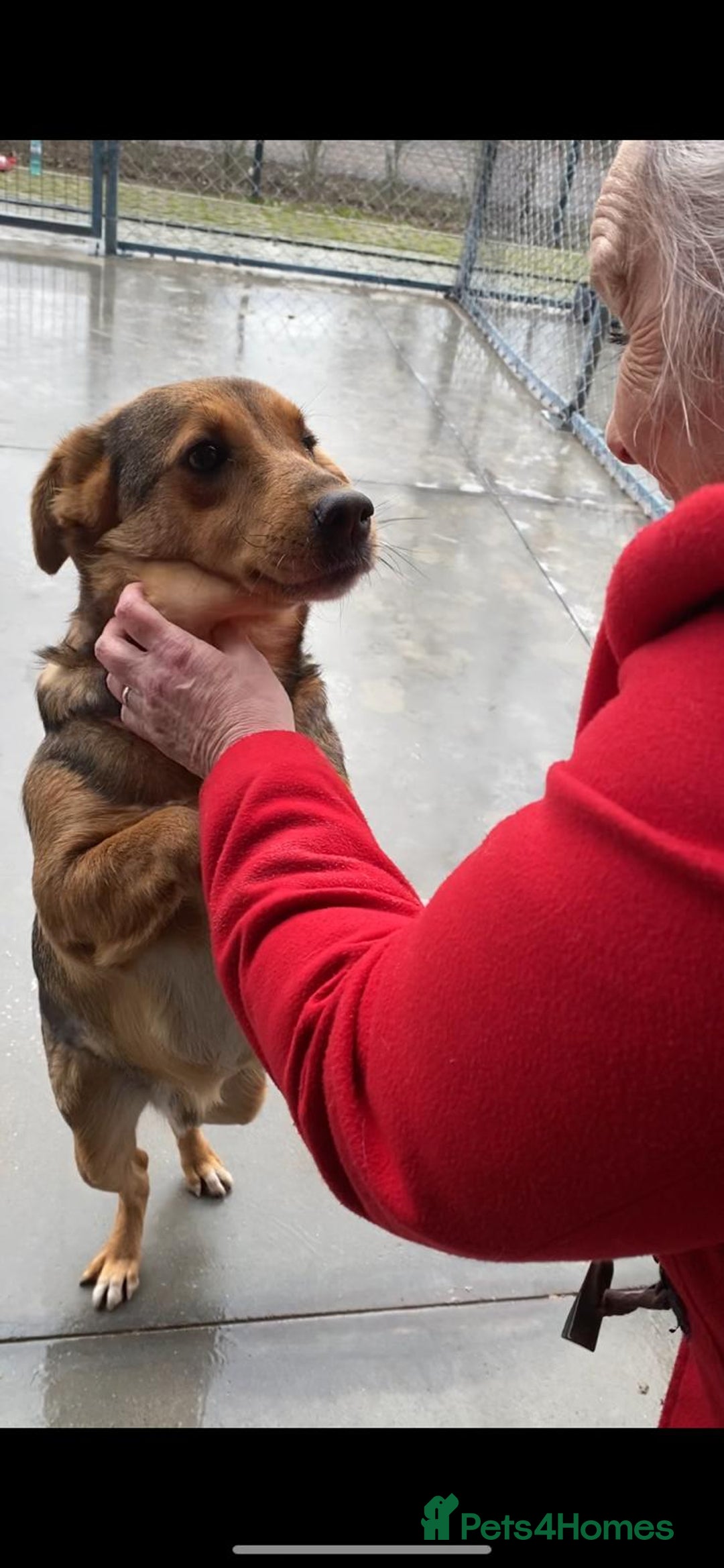 Mixed Breed dogs for adoption: Pitch & Peggy, 5 yrs. Available for adoption. - Advert 14