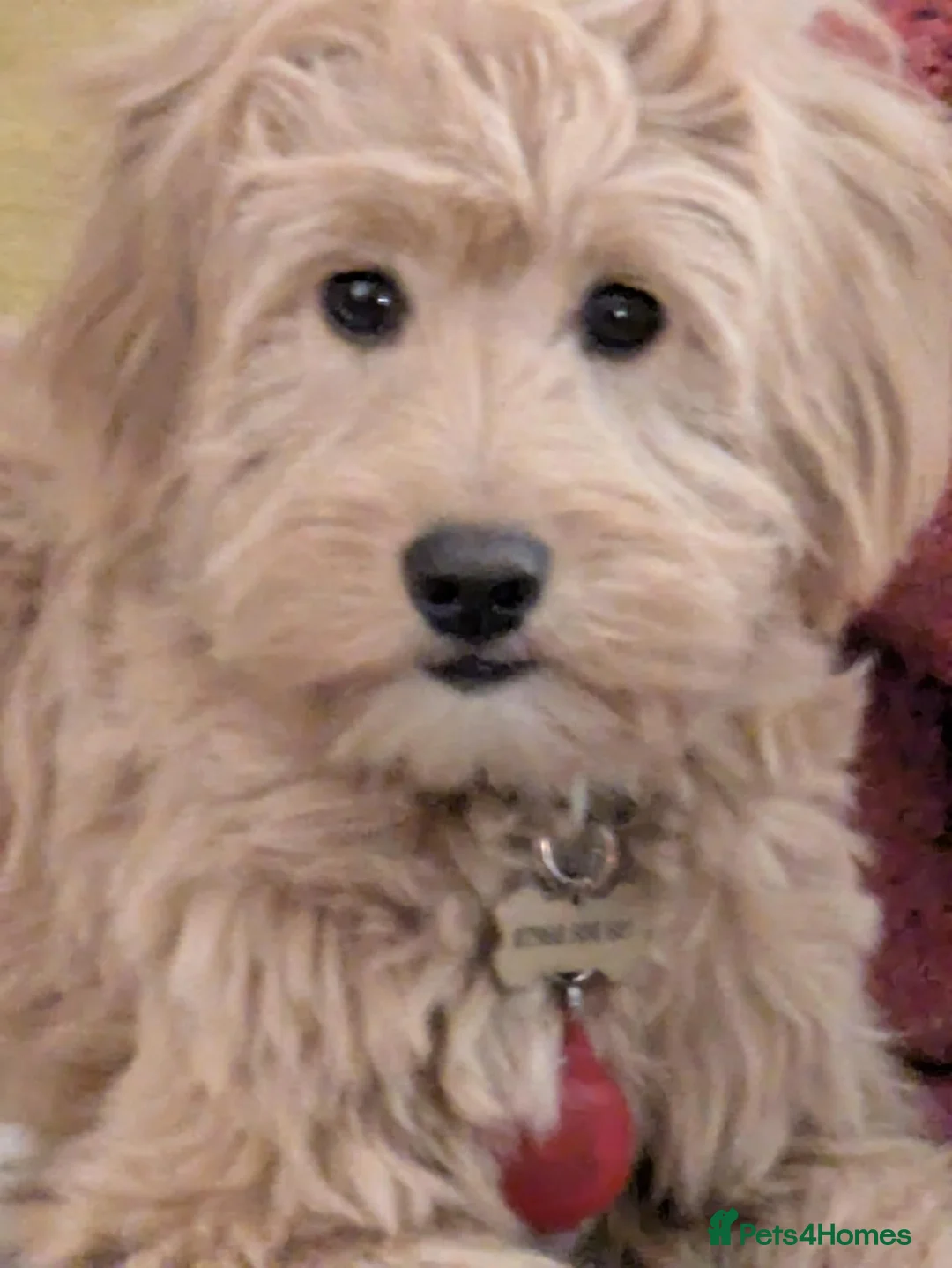Mixed Breed dogs for sale: Female Ttoodle 13 months Old  - Advert 2