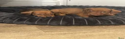 Mixed Breed dogs for sale: Patterchshund puppies  in Liverpool - Advert 6