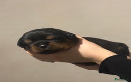 Rottweiler dogs for sale: Rottweiler puppies - Image 11