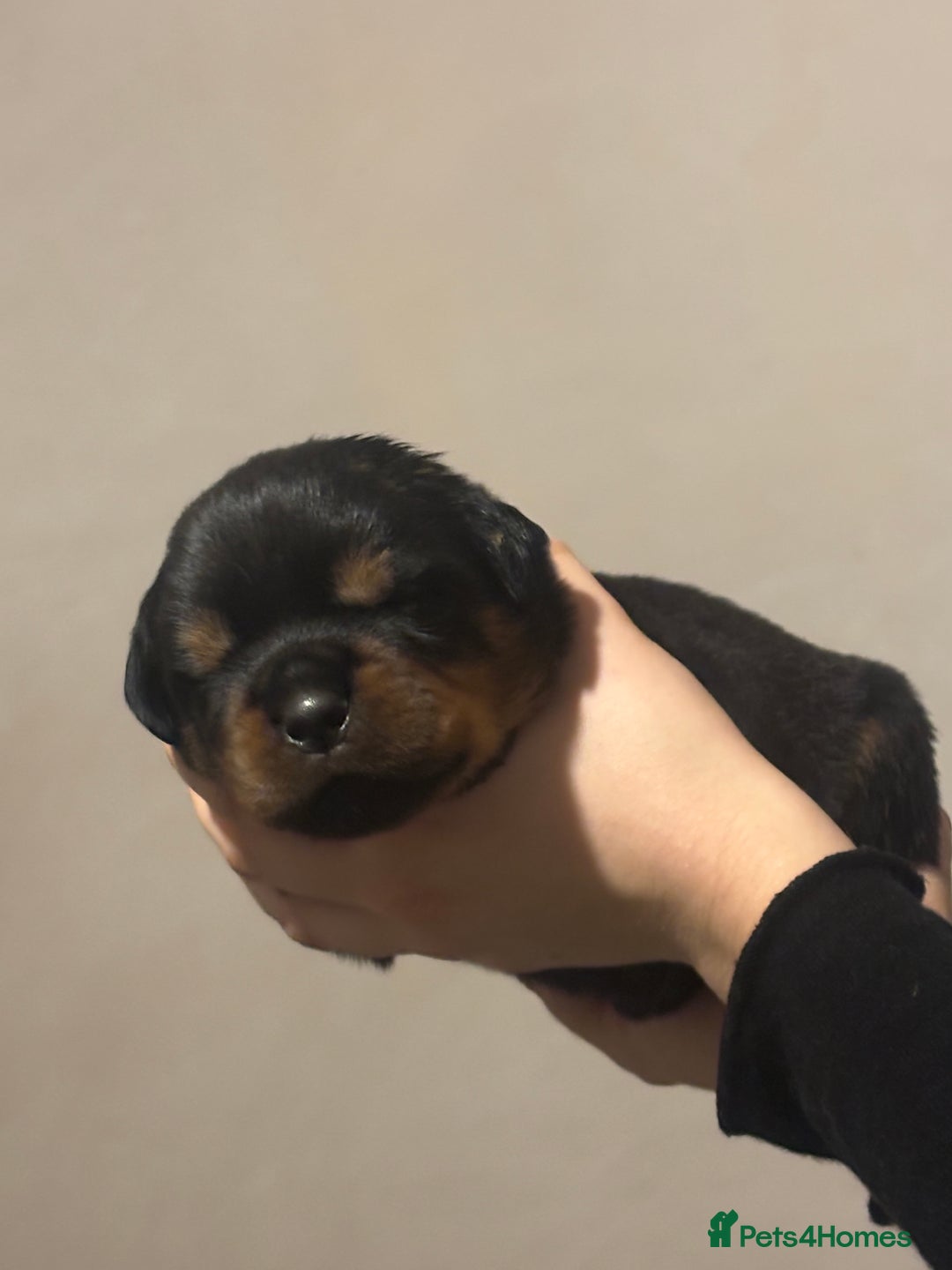 Rottweiler dogs for sale: Rottweiler puppies - Image 11