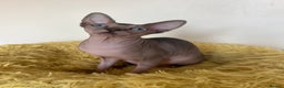 Sphynx cats for sale: 2 Beautiful sphynx kittens available - Advert 12