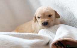 Golden Retriever dogs for sale: Golden Retiever Puppies   - Image 9