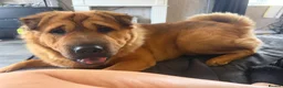 Mixed Breed dogs for sale: Shar-Pei x Shepherd 11 Months Old in Swadlincote - Advert 3