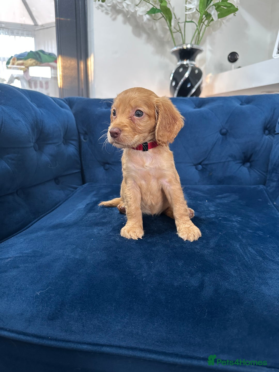 Cocker Spaniel dogs for sale: Beautiful litter of cocker spaniel pups 4 left  - Image 2