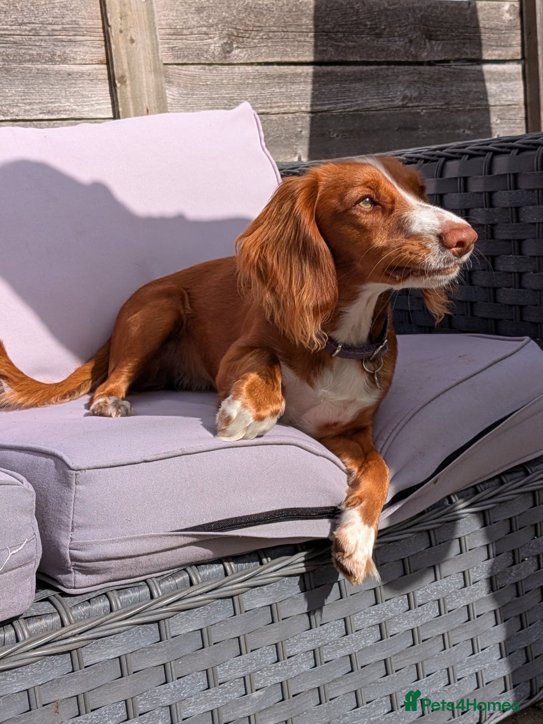 Cocker Spaniel dogs for sale: Working Cocker Spaniel 7 Months Old - Image 4