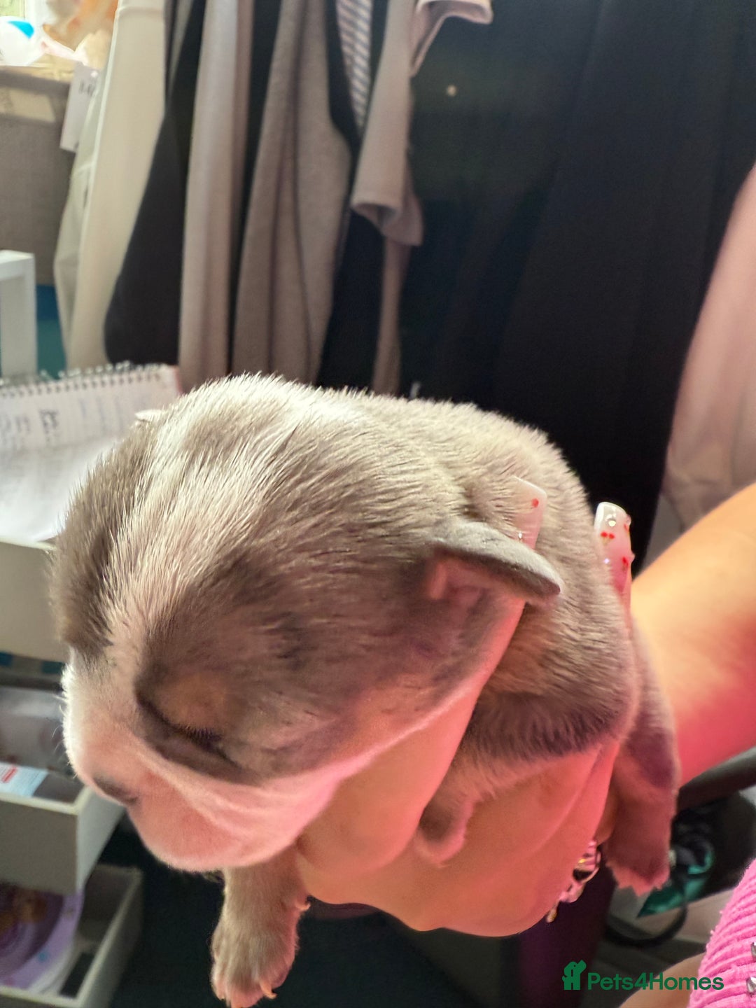 Mixed Breed dogs for sale: Old Tyme bulldogs f1  - Image 8