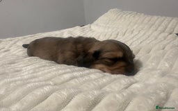 Dachshund dogs for sale:  KC Registered mini long hair Dachshund Puppies  - Image 14