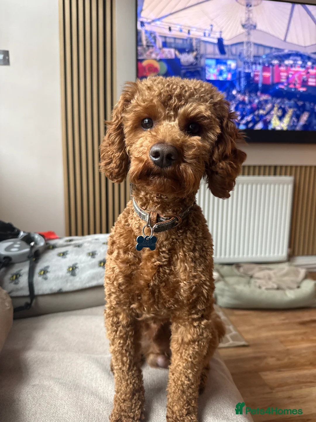 Cavapoo dogs for stud: Otis the red Cavapoo in Coventry - Advert 1