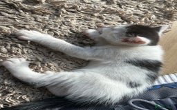 Mixed Breed cats for sale: Kittens for sale - Image 8