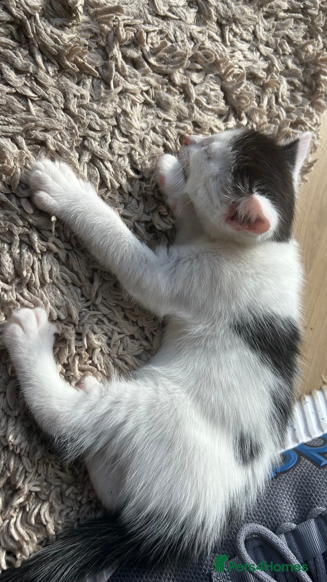 Mixed Breed cats for sale: Kittens for sale - Image 8