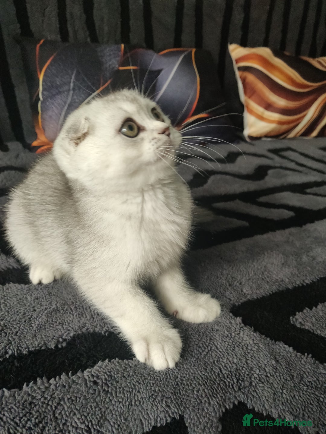Scottish Fold cats for sale: Scottish fold kittens  - Image 21