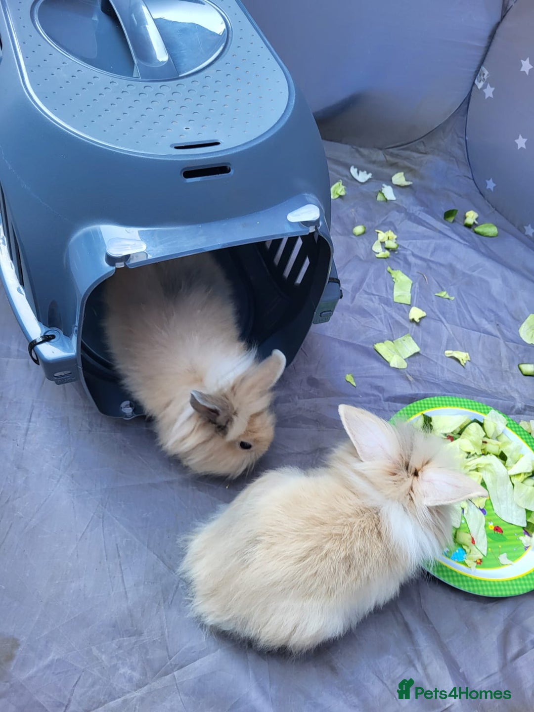 Mini Lion Lop rabbits for sale: fluffy baby bunnies £25-30 - Image 11