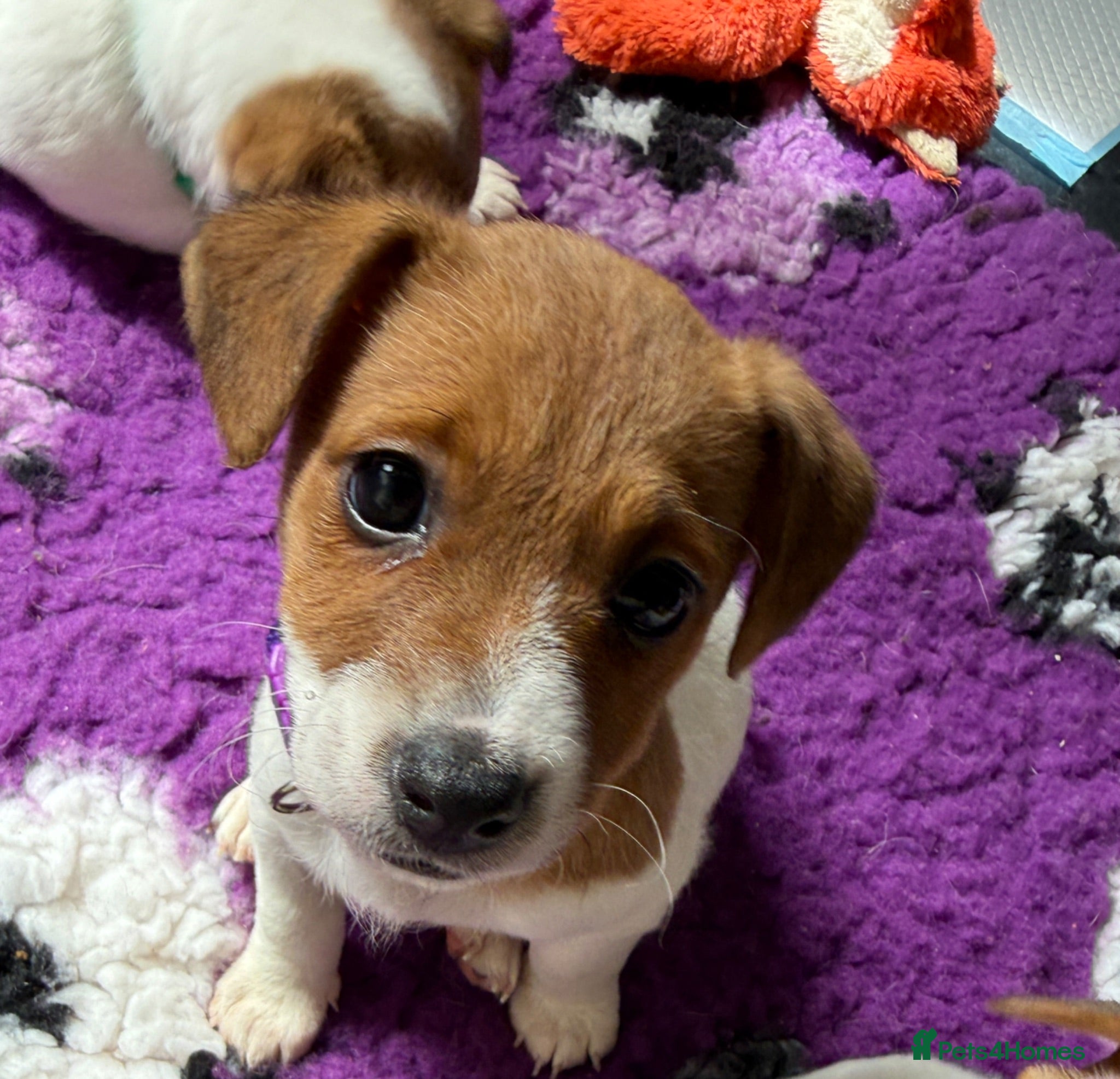 Jack Russell dogs Bred From Health Tested Parents - Advert 1