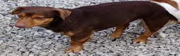 Jack Russell dogs for sale: Jack Russell pups looking for their forever homes - Advert 7
