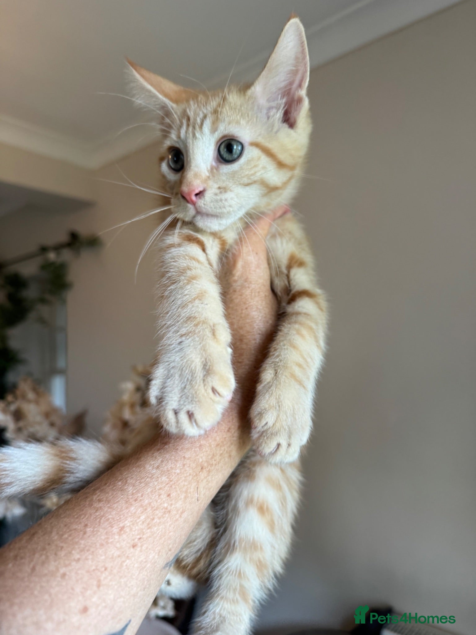 Mixed Breed cats Half Maine COon males - Advert 1