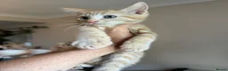 Mixed Breed cats for sale: Half Maine Coon Males - Advert 1