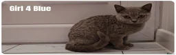 Scottish Fold cats for sale: 🐾 Beautiful Scottish Fold & British Shorthair - Advert 29
