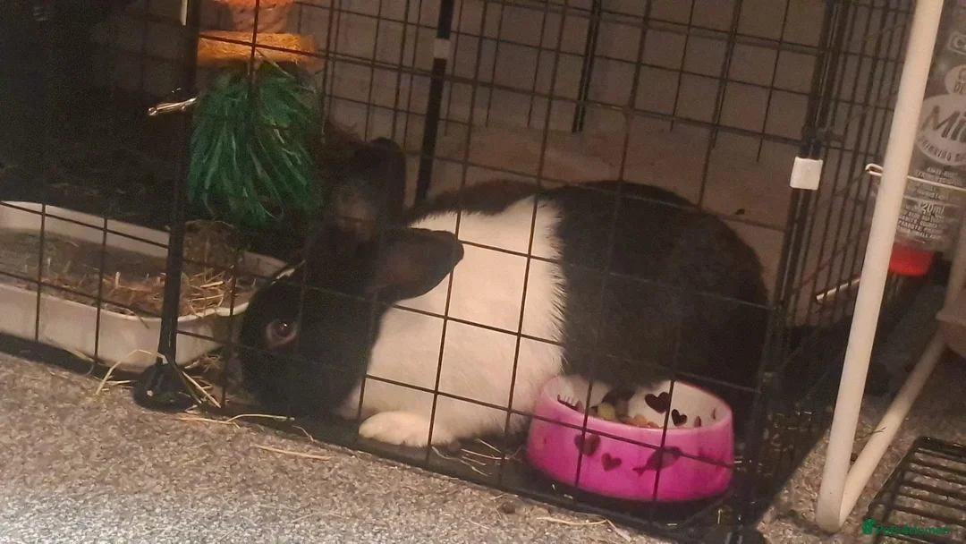 Dutch rabbits for sale: Beautiful black and white bunny  in Gosport - Advert 5