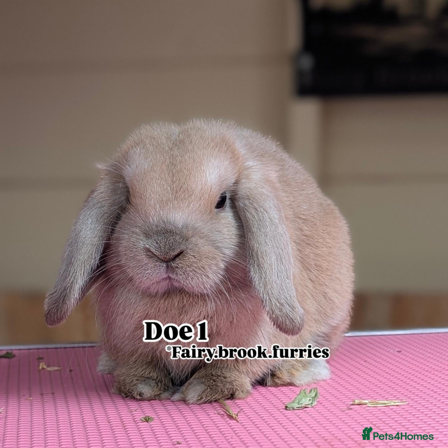 Mini Lop rabbits Mini lops shoe lines - Advert 1